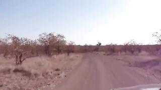 10 Incredible Moments from the Wild Caught on Camera