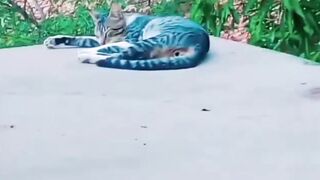 When Cats Do the Most Satisfying Things