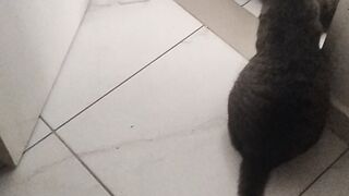 그들은 룰라와 똑같이 생긴 사람에게서 꼬치를 빼앗았다.