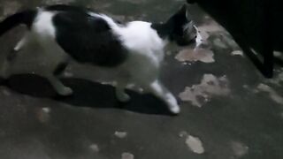 Meus gatos