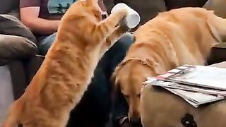 ESSA GATA ARMOU UMA SILADA KKKK