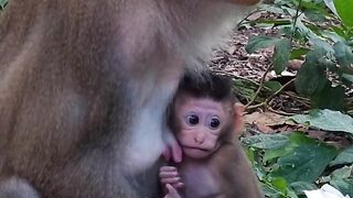Mother Monkey Protecting Her Baby 🐒❤️ | Heartwarming Wildlife Moment