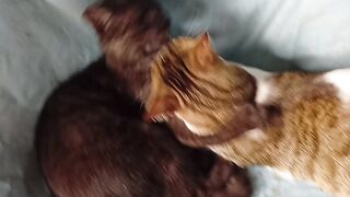 Love cat 5