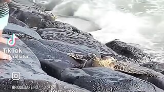 Mais amor aos animais de toda espécie