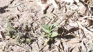 Meu fofo