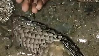 Le pangolin