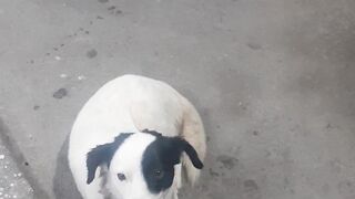 White dog,black mask