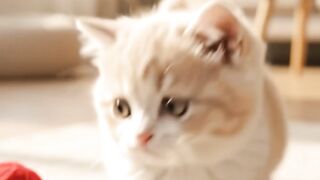 The Kitten Who Tried to Catch the Yarn 🐱❤️