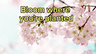 Bloom where you're planted