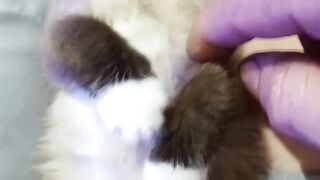 Gata manhosa