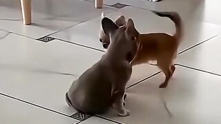 Dançando para o namorado kk