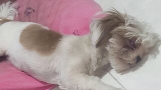 Minha Yorkshire