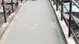 dois tiranossauros rex, andando pela passarela