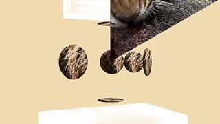 Another mix of animals