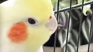 pet love 3