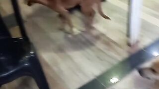 caramelos invadem  a padaria