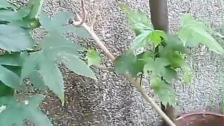 Minha cunhada mandou esse vídeo de um botão de uma flor