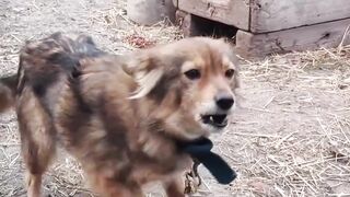 If yout dog does Thais when you get home, it's because they were waiting for you