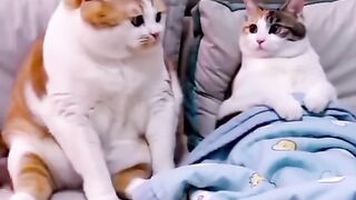 kucing takut istri