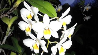 orquídea