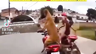Cachorro caramelo Brasil da fuga na polícia de moto
