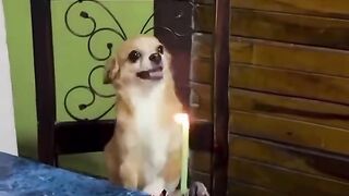 Let's sing "Happy Birthday," dog.