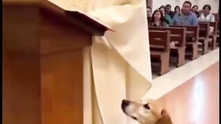 O dog faz oração