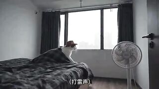 (Mischievous cat vlog) Can I not work in heavy rain? A record of a thousand-mile journey in heavy rain!