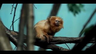 The Amazon Rainforest is one of the most beautiful forests in the world.