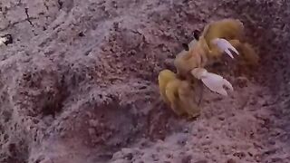 Caraguatatuba 2
