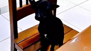 O Doguinho senta na mesa todos os dias