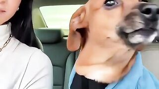 Até o Doguinho tá com frio
