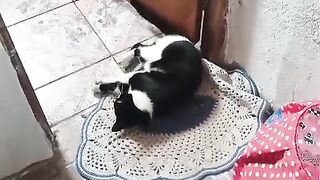 Frajolinha dormindo