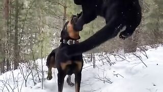 Pantera vs. Rottweiler: Amizade Sem Limites!