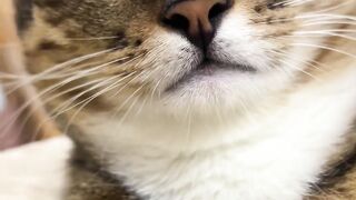 Meu gatinho bilu