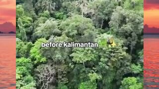 hutan kalimantan before and after