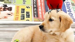 Jornal para pet pra passarinhos