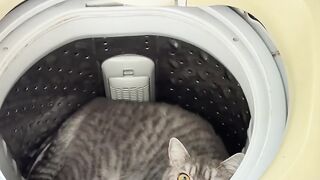 Gatinho descansando