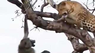 O LEOPARDO VIROU A CAÇA