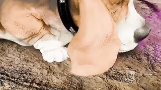CURIOSIDADE ANIMAL
