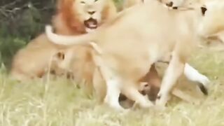 Lion v/s Lion