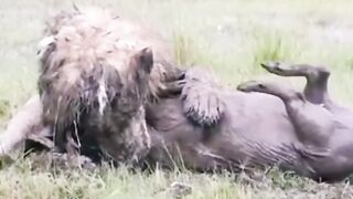 lion hunted boar