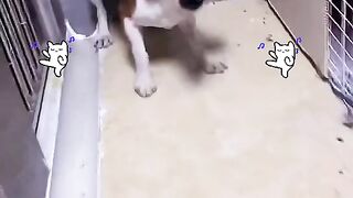 Funny dog