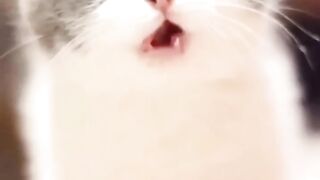Cute cats