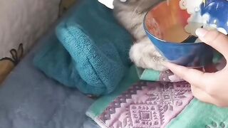 Funny cat