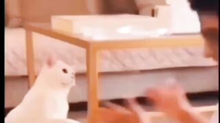 Poor cat