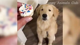 Funny video, pets funny video,cats funny video, comedy