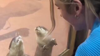 Beautiful animal
