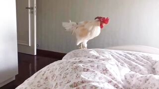 Funny hen