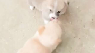 Cool jokes with the participation of animals top 2023